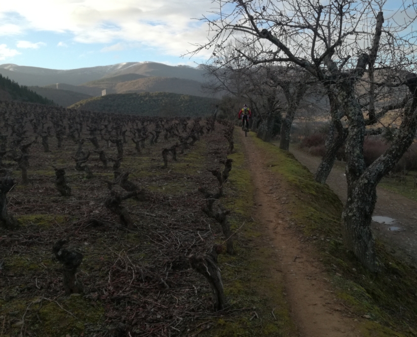 Día mundial del Medio Ambiente siendo Ecoperegrino - Camino en bici